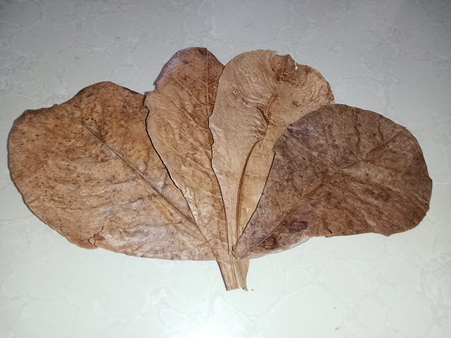 Catappa leaves