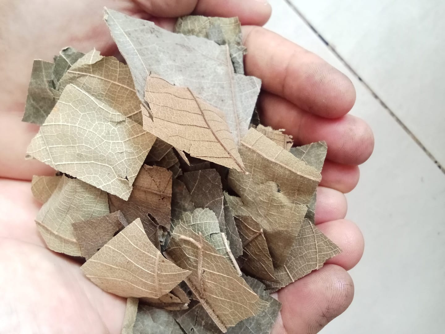 Dried Teak leaves flakes