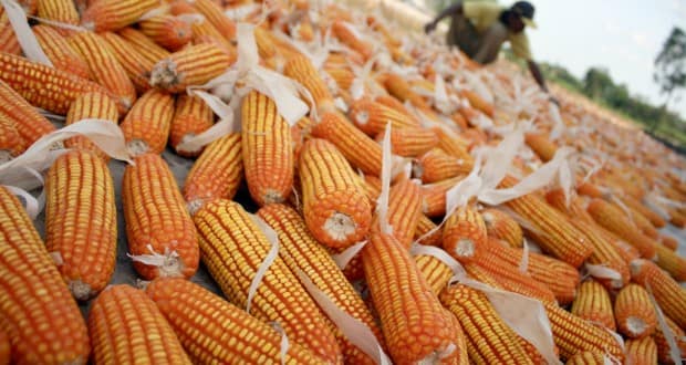 jagung-Panen-Raya-Jagung-berita-daerah