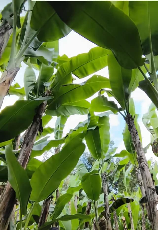 Banana tree