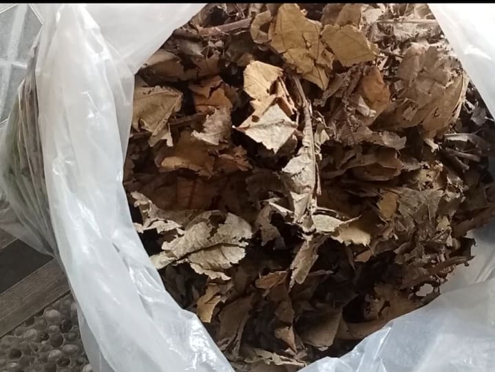 Compost grade teak leaves