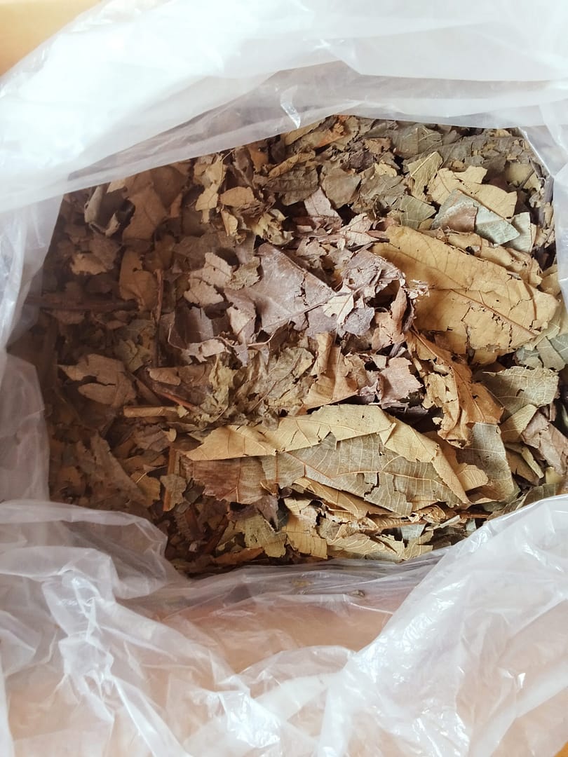 Daun jati for raw material paper